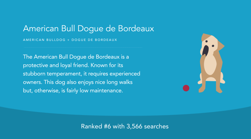 American Bull Dogue De Bordeaux