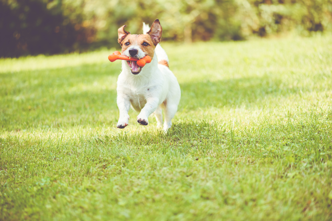 Jack Russell Terrier running on grass lawn
